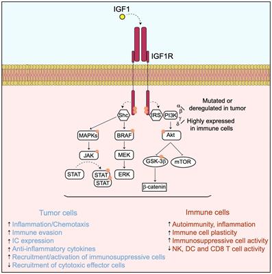 Manipulating the tumor immune microenvironment to improve cancer immunotherapy: IGF1R, a promising target